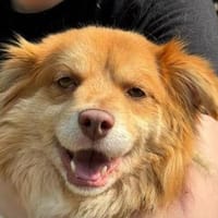 BENNY-hübscher,rot-brauner Rüde, Hund zur Adoption