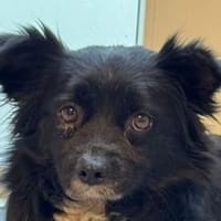 ZELDA-zauberhafte, hübsche Hündin,41cm, Hündin zur Adoption