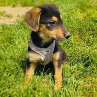 Zara ein liebes Mädchen, Hündin zur Adoption