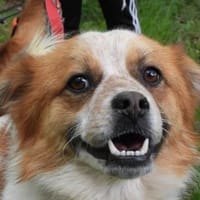LOTHAR-wunderschöner,braun-weißer Rüde, Hund zur Adoption