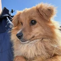 Kimba aus RO, in DE 42651 Solingen, Hündin zur Adoption