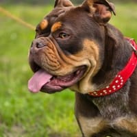 Bulldogge sucht tolle Leute, Hündin zur Adoption