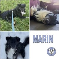 MARIN -möchte alles richtig machen-, Hund zur Adoption