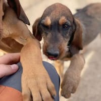 Brigitte, Hündin zur Adoption