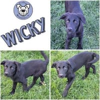 WICKY -rundum tolles Hundekind-, Hündin zur Adoption