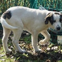 Cookie, neugierig, verspielt, lernwillig, Hündin zur Adoption