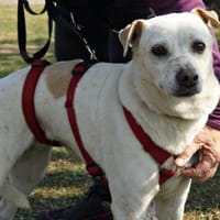 Coco, offen, respektvoll, freundlich, Hündin zur Adoption