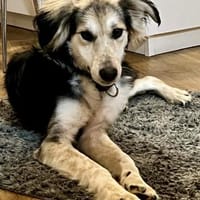 Cooper, klug, aktiv, zutraulich, Hund zur Adoption