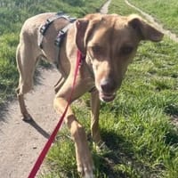 Eli, aktiv, verspielt, neugierig, Hündin zur Adoption