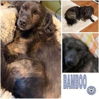 BAMBOO -liebt Kinder-, Hund zur Adoption