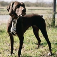 Asia, lernfreudig, offen, sozial, Hündin zur Adoption