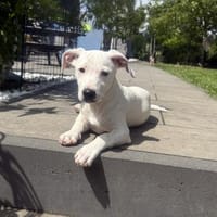 Kirby einfach nur verschmust, Hund zur Adoption