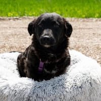 Aura sucht liebevolle Familie...., Hündin zur Adoption