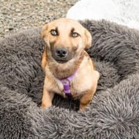 Anda unser Herzenshund..., Hündin zur Adoption