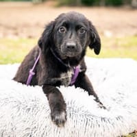 Nadina unsere kleine Zuckermaus..., Hündin zur Adoption