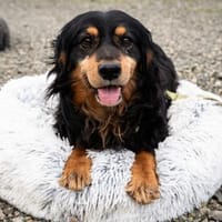 Leo unser kleiner Prinz.., Hund zur Adoption