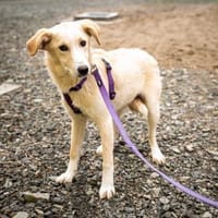 Pearl sucht ihr Für-Immer-Zuhause!, Hündin zur Adoption
