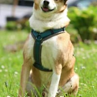Manchmal braucht es nur einen Menschen.., Hund zur Adoption