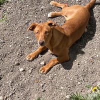 Victoria die Sanfte, Hündin zur Adoption