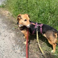 Bibi sucht ruhiges Zuhause!, Hündin zur Adoption