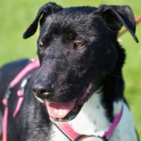 Ikem ein Special Hund sucht ein Zuhause, Hund zur Adoption