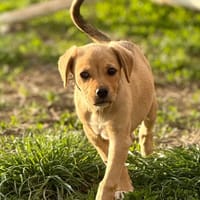 Schnapsi, verspielt, jung und freundlich, Hund zur Adoption