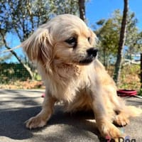 Nico auf Pflegestelle, Hund zur Adoption