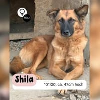 Ruhige SHILA sucht treue Begleiter, Hündin zur Adoption