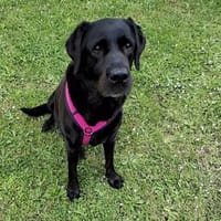 Margot sucht engen Familienanschluss, Hündin zur Adoption