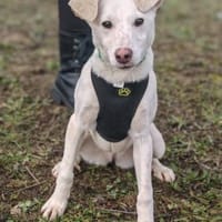 Calliope - süß & lebhaft, Hündin zur Adoption