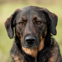 Scooby - sensibler Herzenshund, Hund zur Adoption
