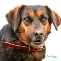 Cola - Ihre Liebe sucht Dein Herz, Hündin zur Adoption