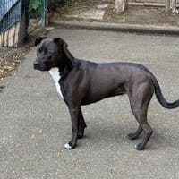 VEGA VAA, chienne à adopter