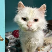 FLOCON, chat à adopter
