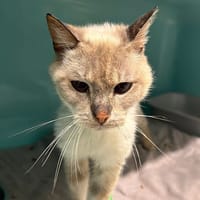 ZEUS, chat à adopter