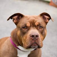 SAM, chienne à adopter