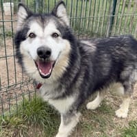 Ragnar, chien à adopter