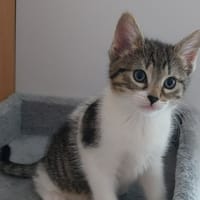VEGA, chatte à adopter
