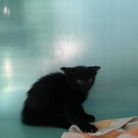 KOA, chat à adopter