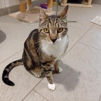 TITI, chat à adopter