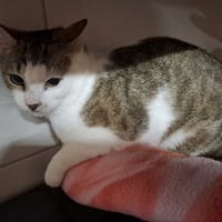 disney, chat à adopter