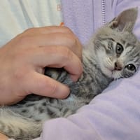 CHERYL, chatte à adopter