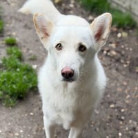 Pongo CAA15298, chien à adopter