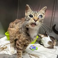 TIGRESSE, chatte à adopter