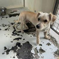 BOUNTY, chien à adopter