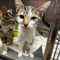 VAHIANA, chatte à adopter