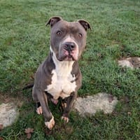 MUFASA, chien à adopter