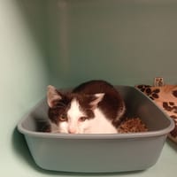 Roitelet, chat à adopter
