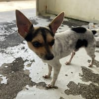 ALF, chien à adopter
