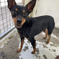 SCHOOBY, chien à adopter